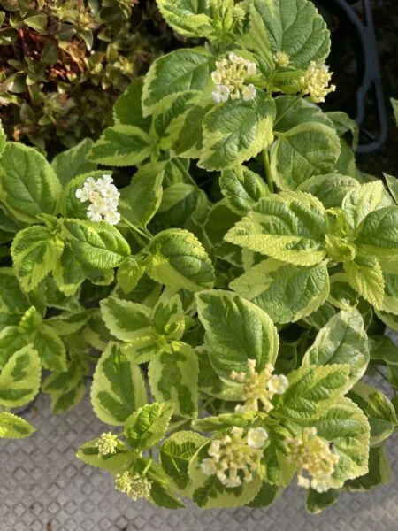 ランタナ　斑入り　クリーム　花