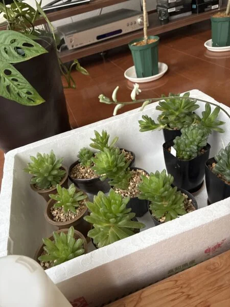 ハルオチア
