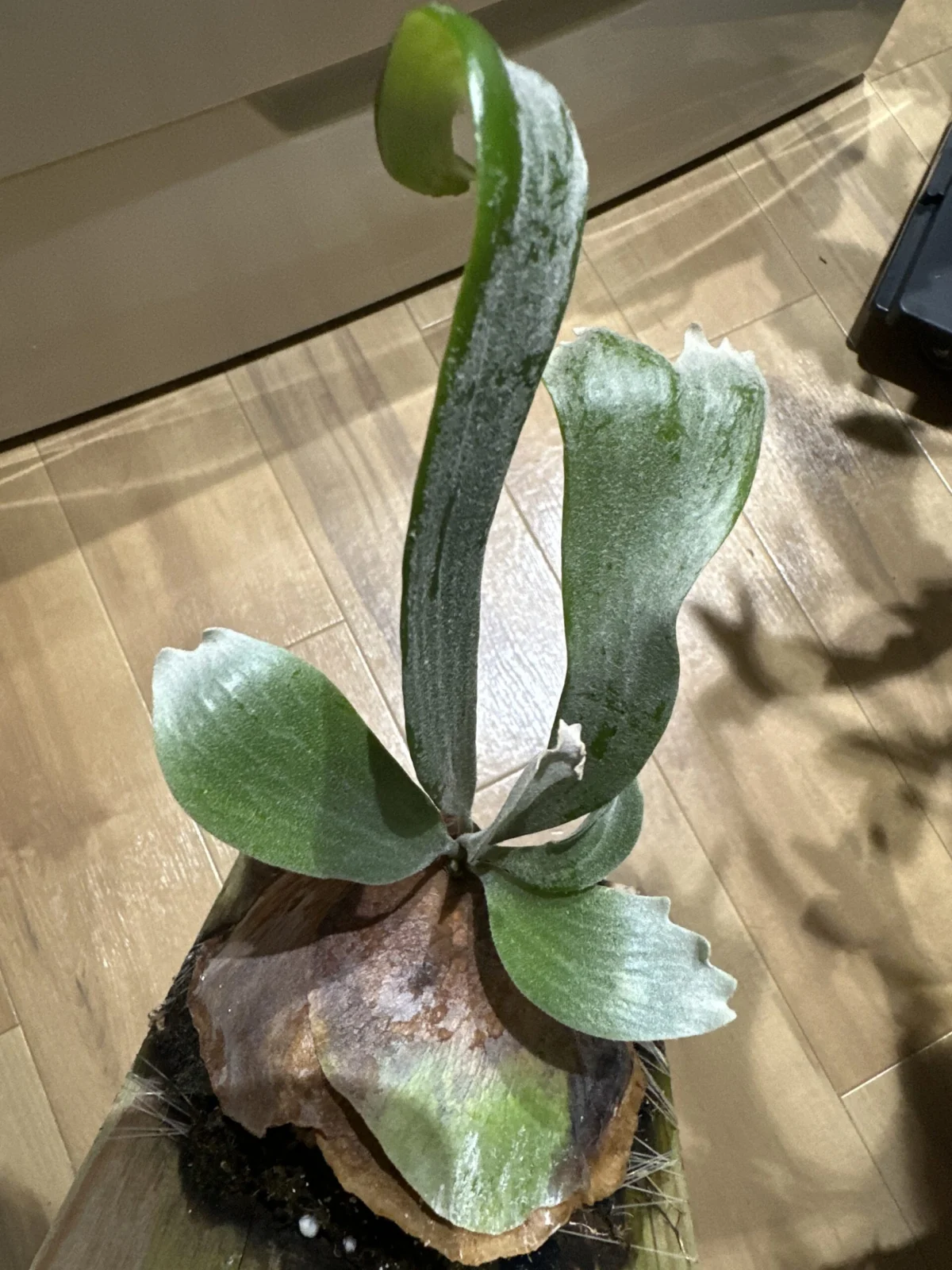 ビカクシダ – Plants Navi