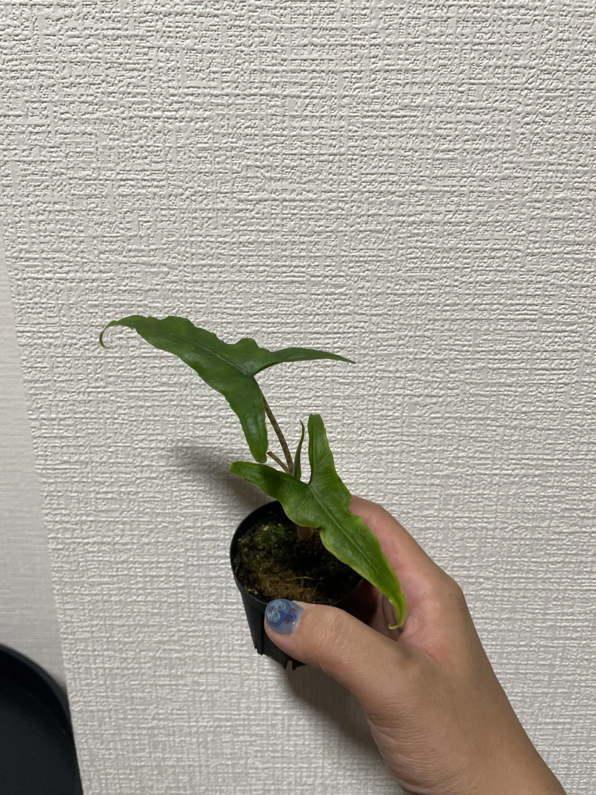 アロカシア サブリナ