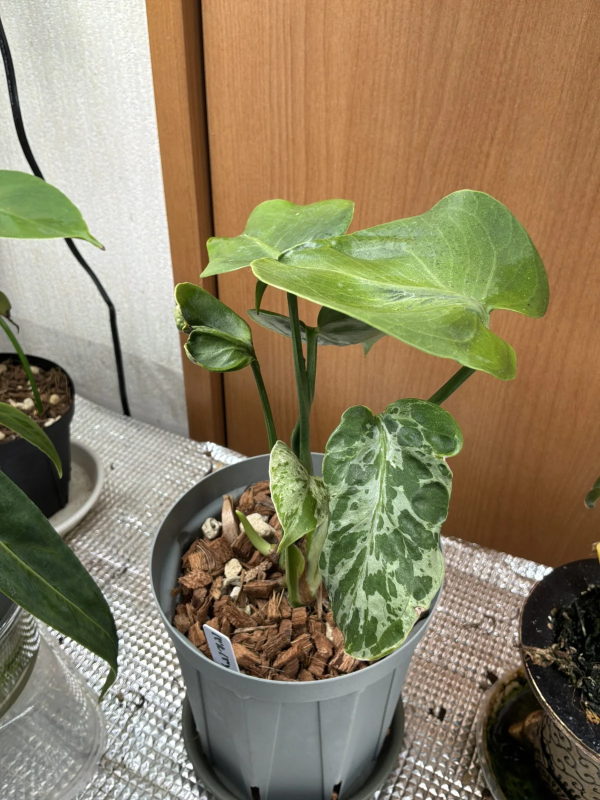 バルバソー