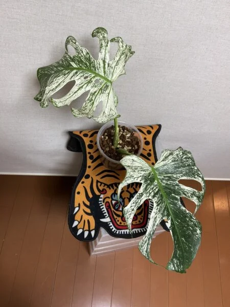 モンステラ デリシオーサ デビルモンスター