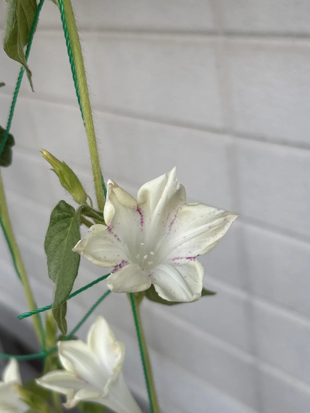 朝顔 kikyo Bluespeckled