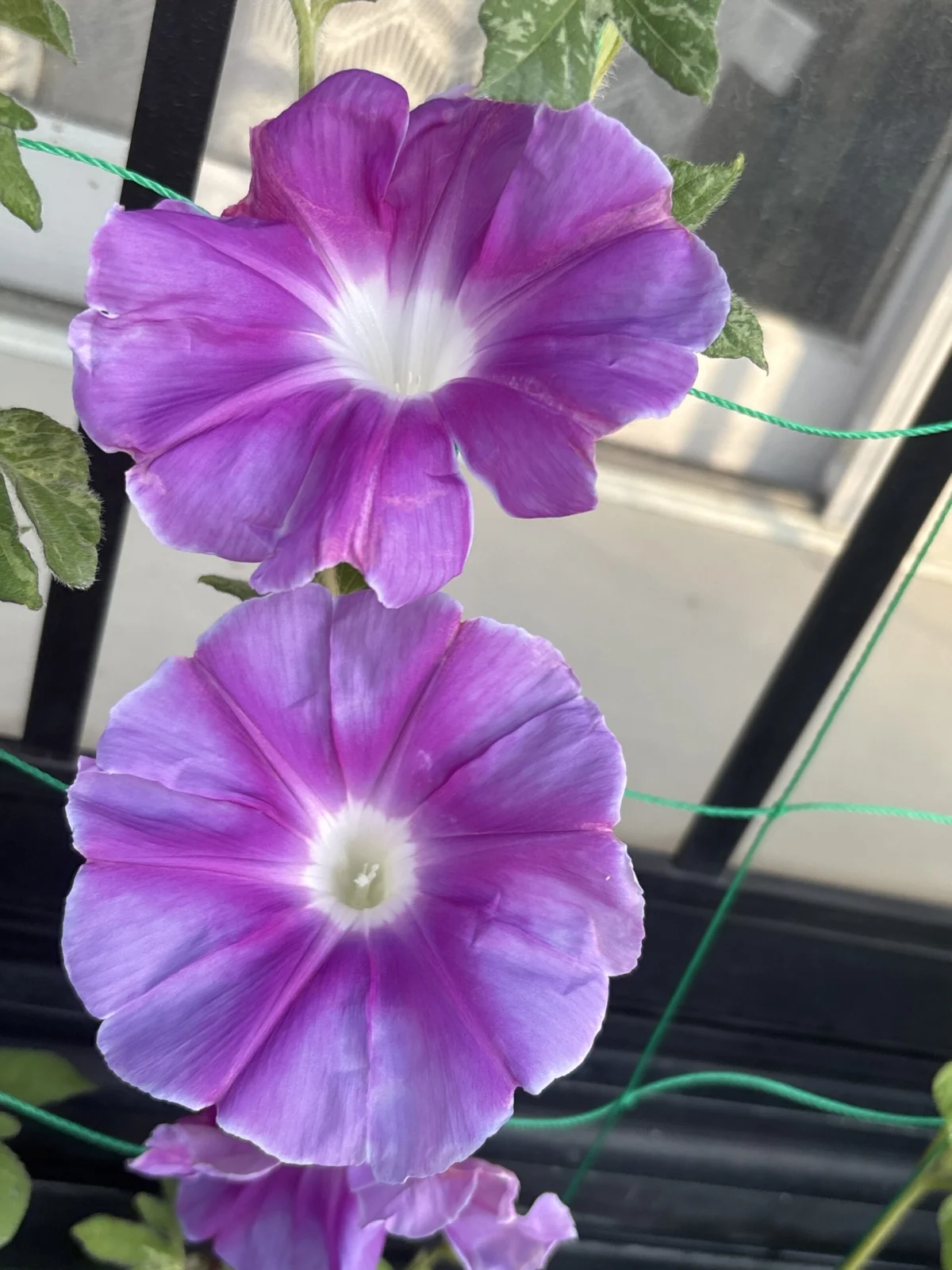 朝顔
