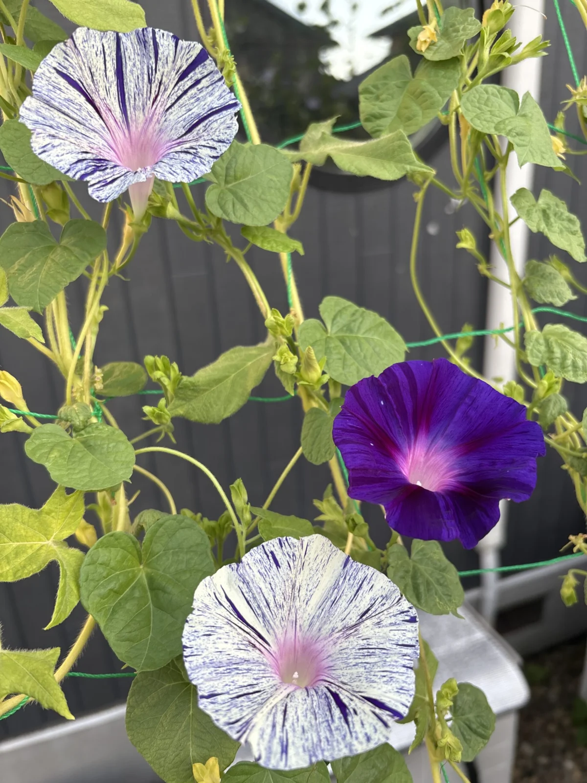 朝顔 江戸風情
