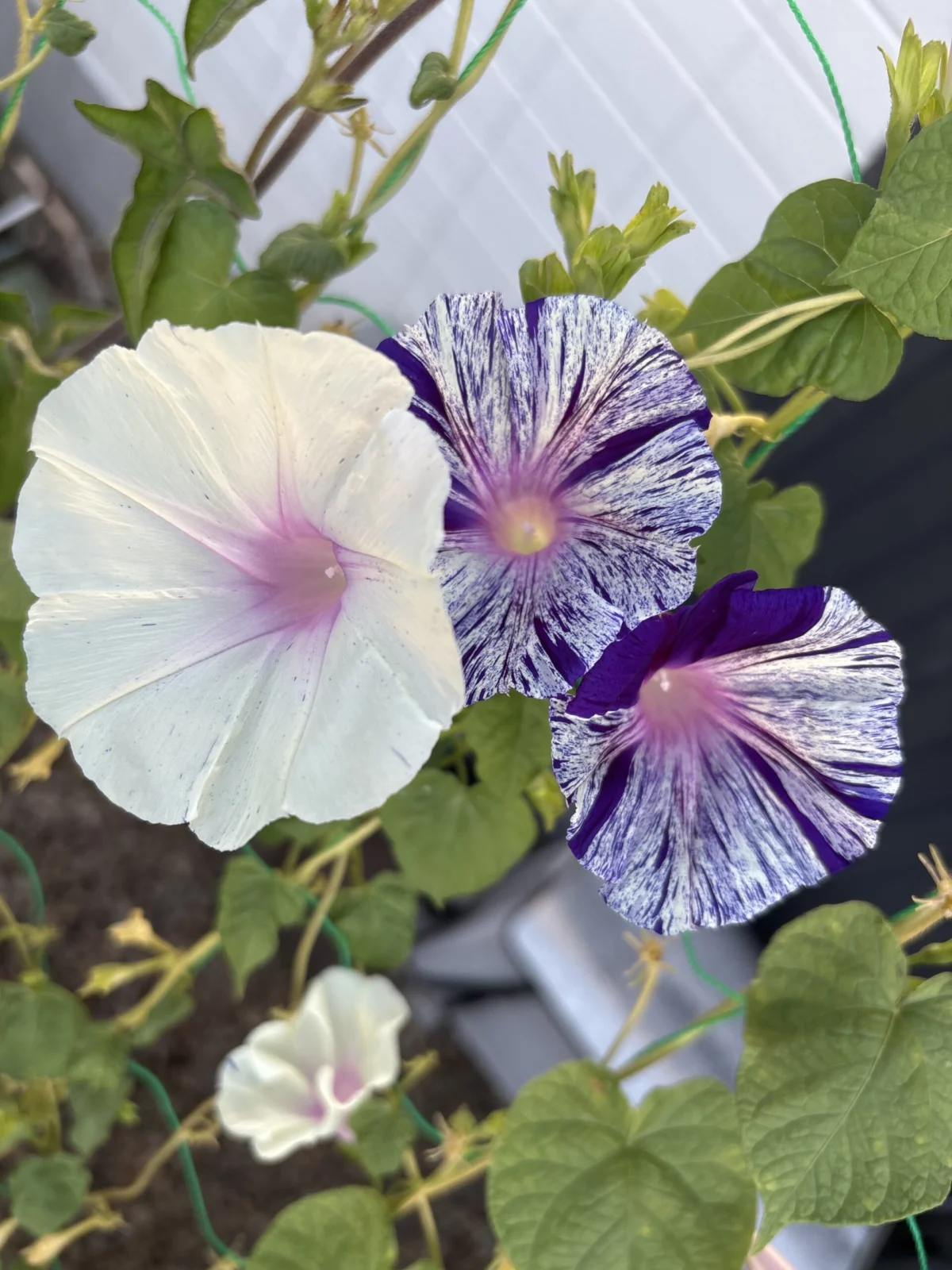 朝顔 江戸風情