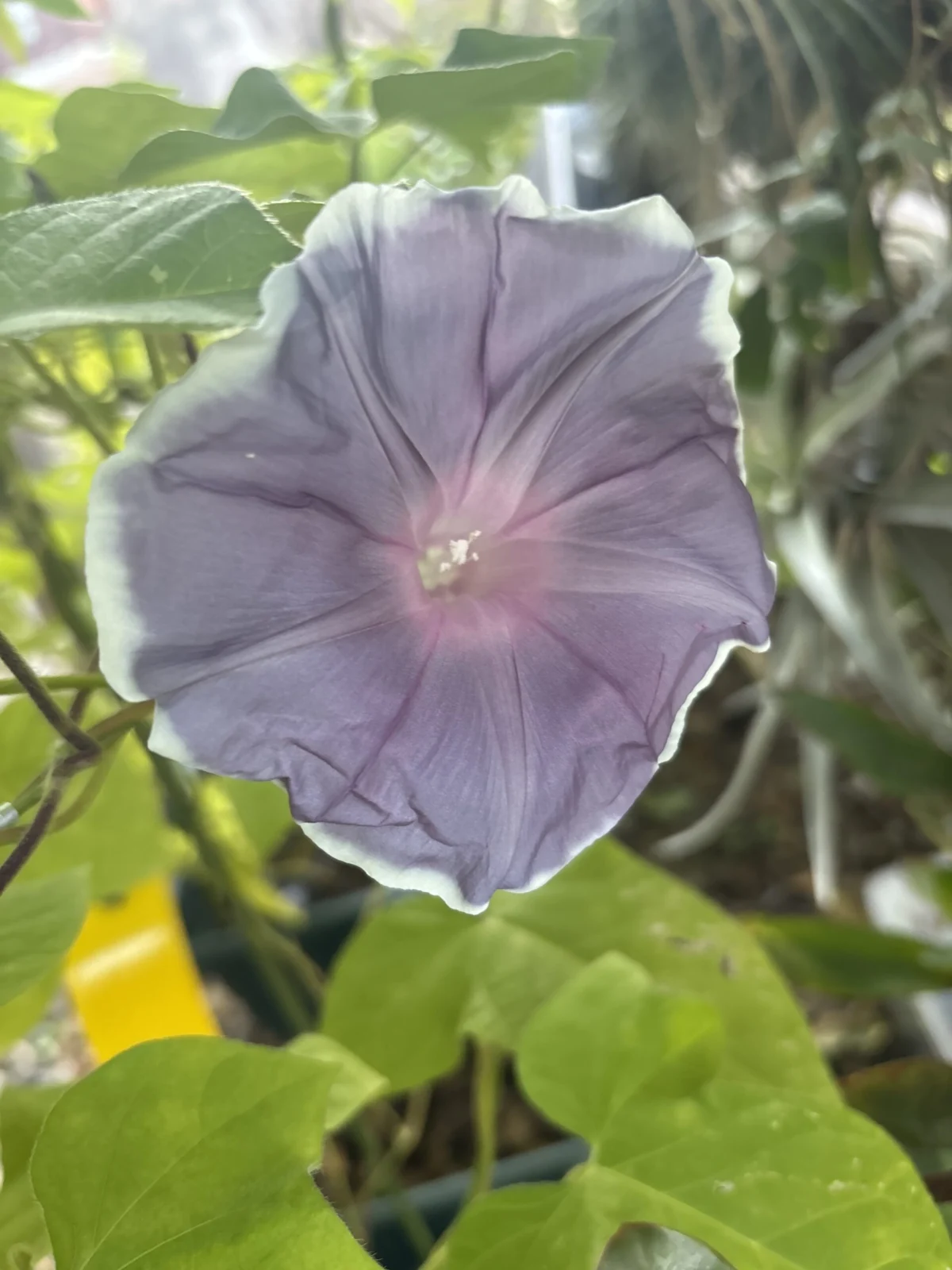 朝顔
