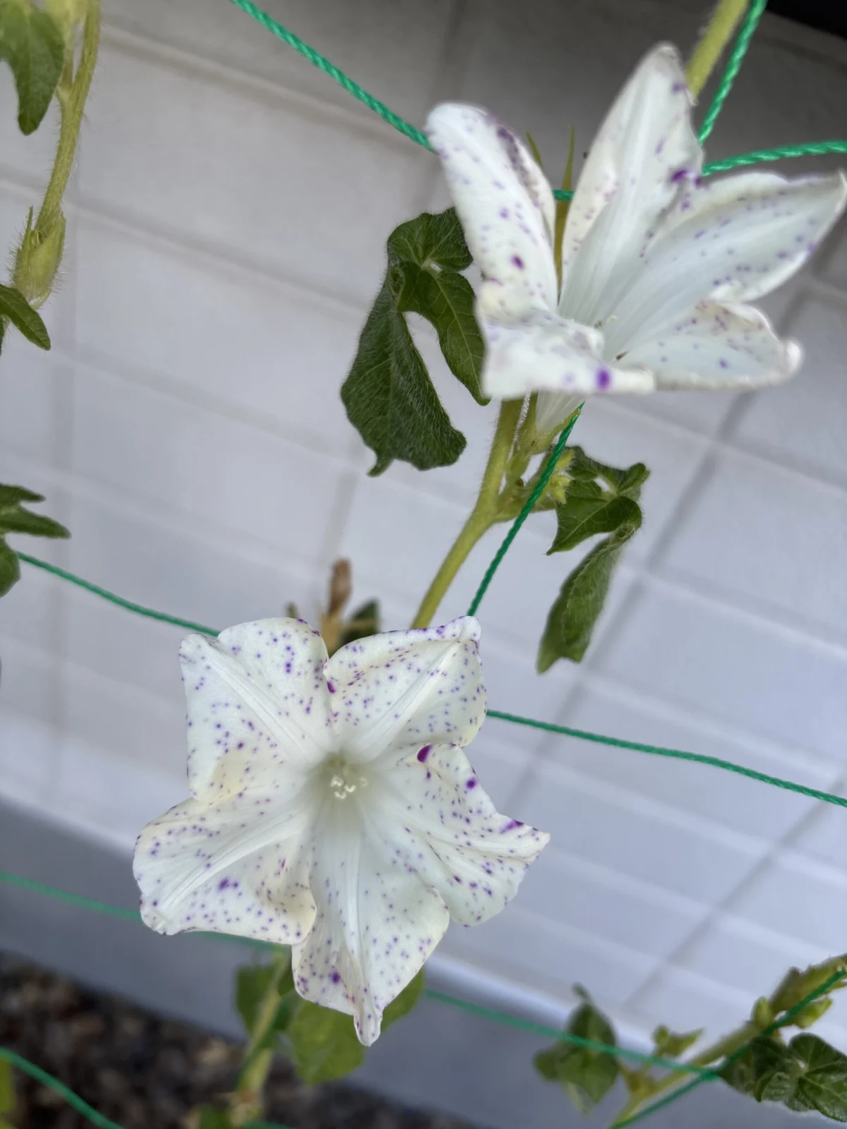 朝顔 kikyo Bluespeckled