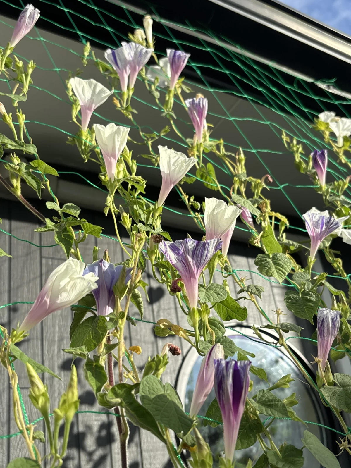 朝顔 江戸風情