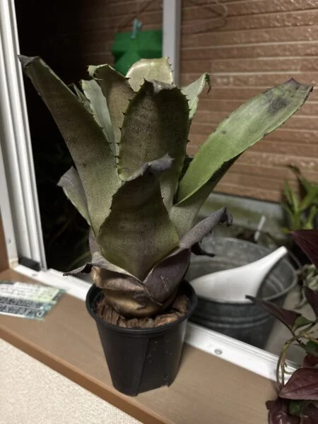 ホヘンベルギア