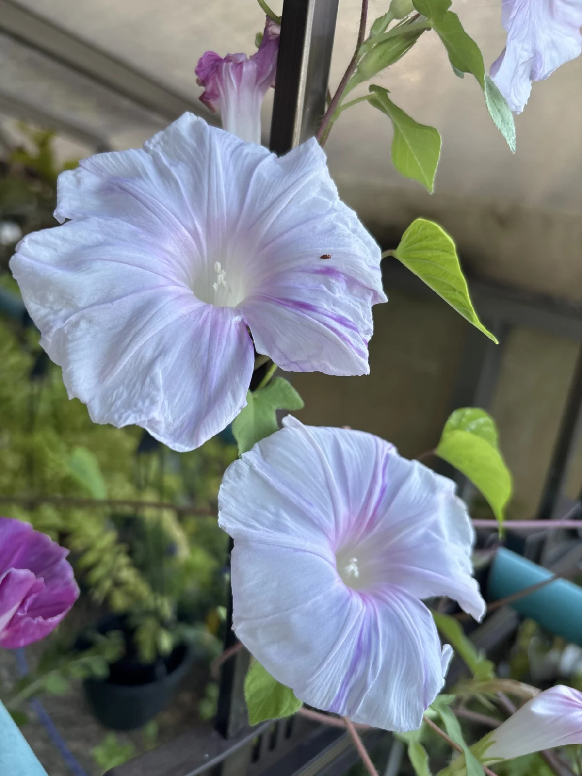 朝顔 絞り咲き(混合)