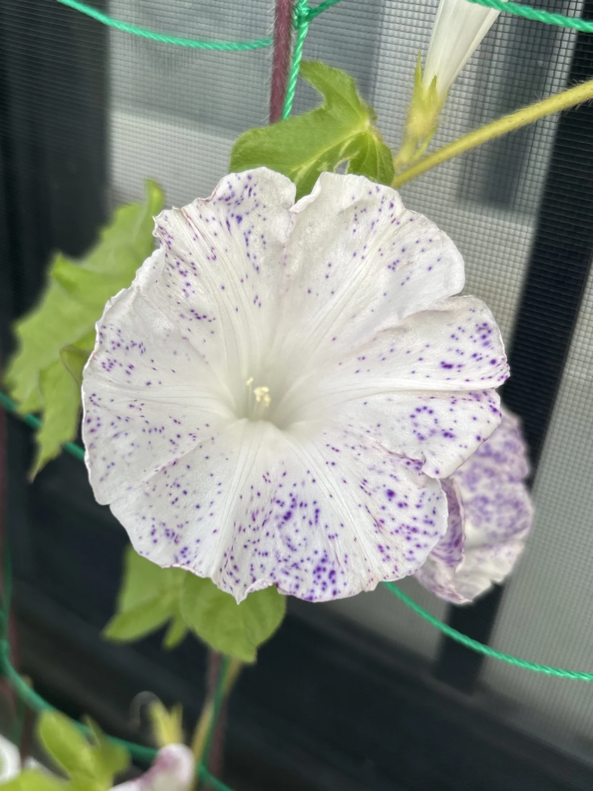 朝顔 吹掛絞