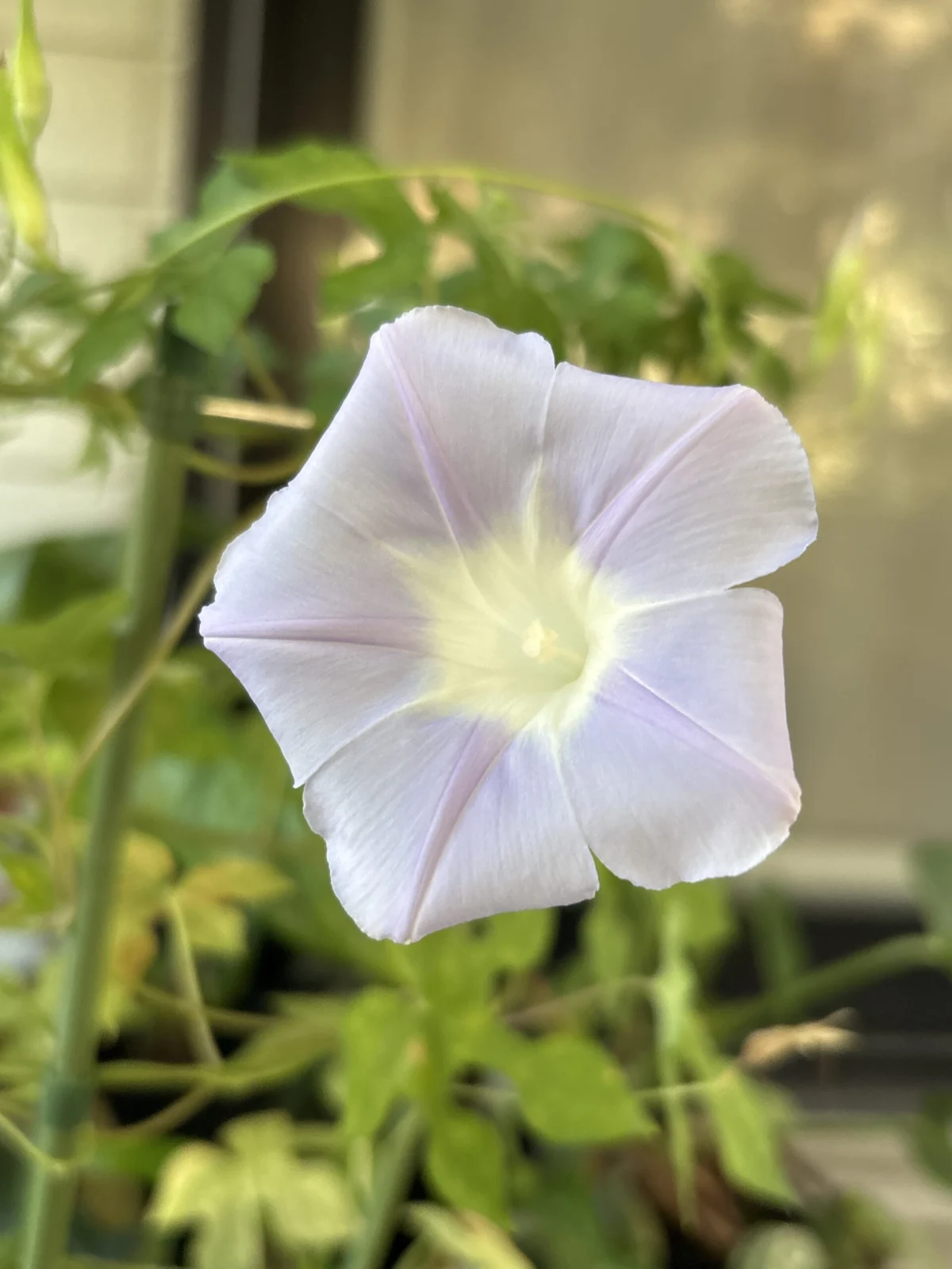 朝顔