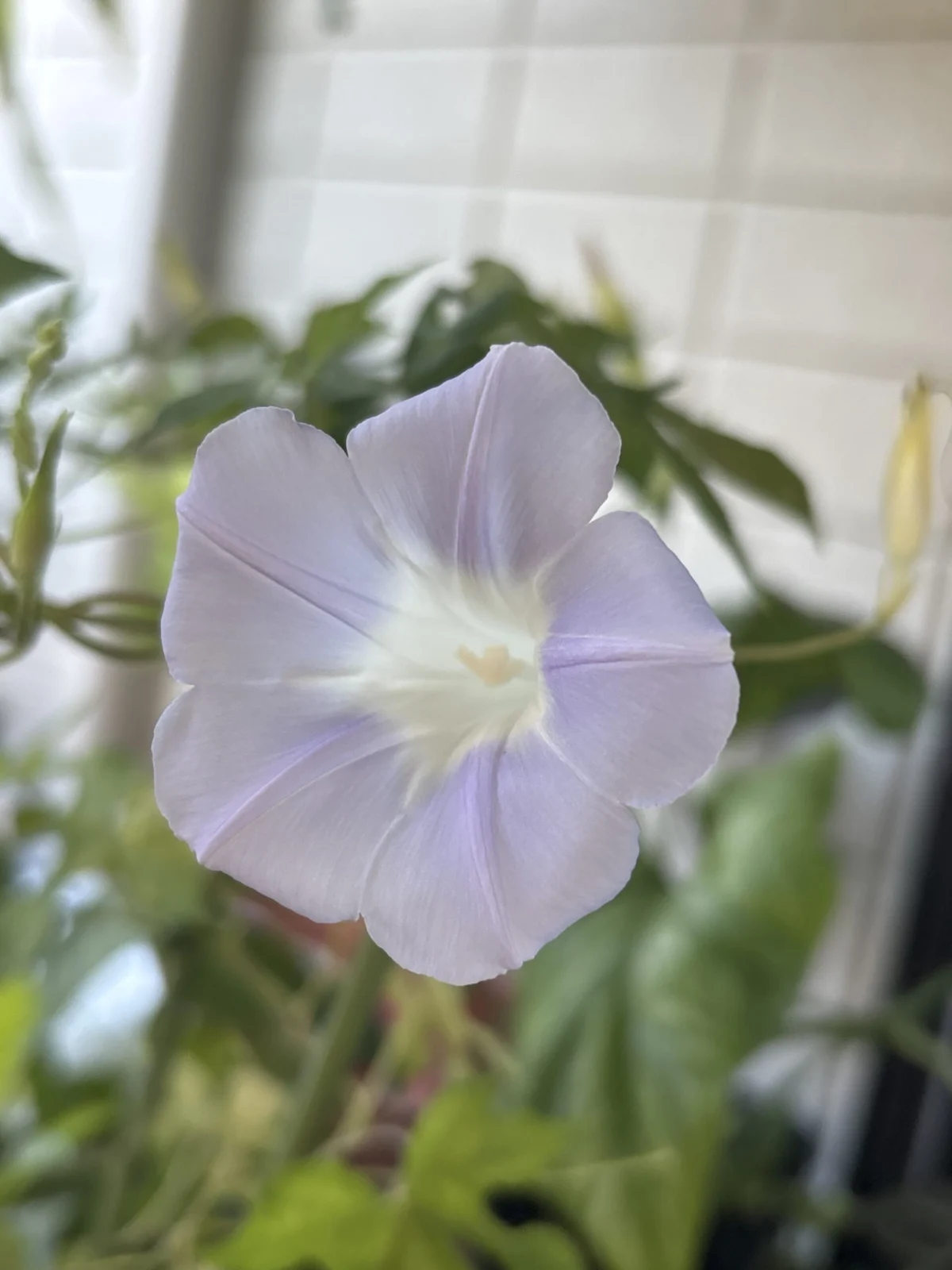 朝顔