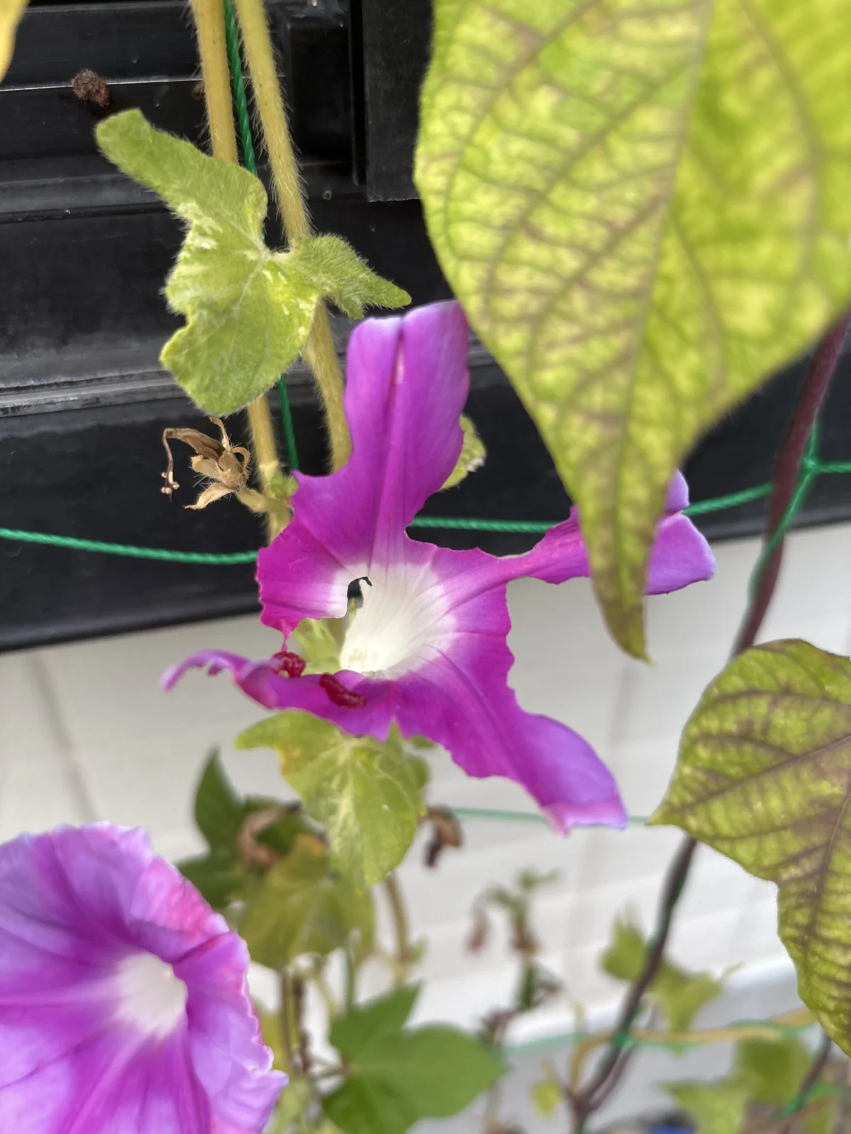 朝顔 害虫被害