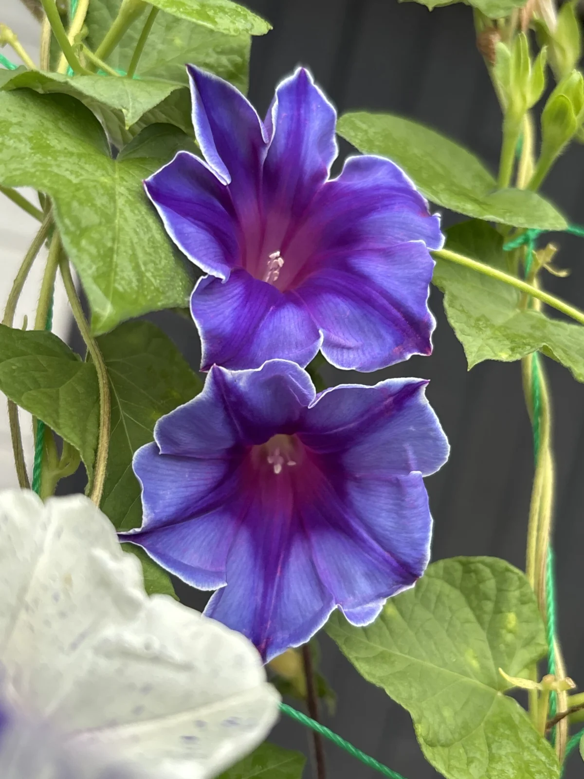 朝顔 桔梗SOLDBlue