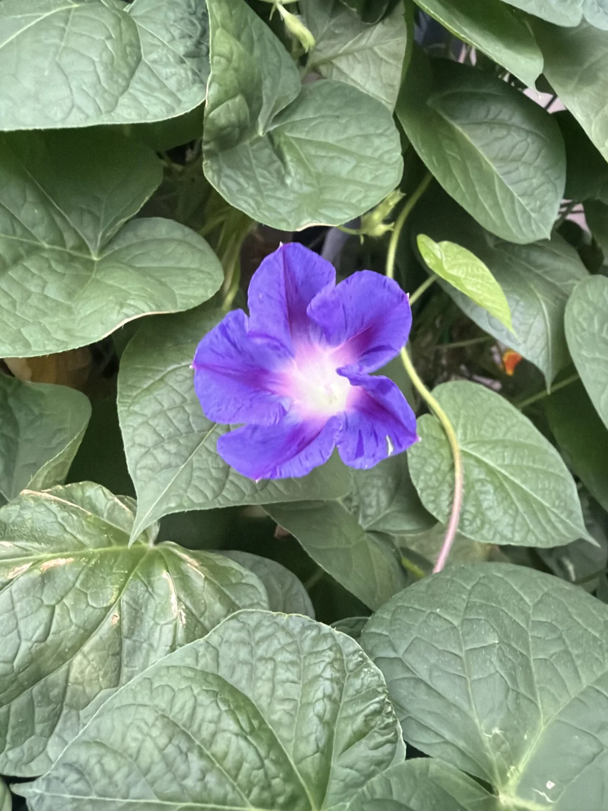 朝顔　江戸風情