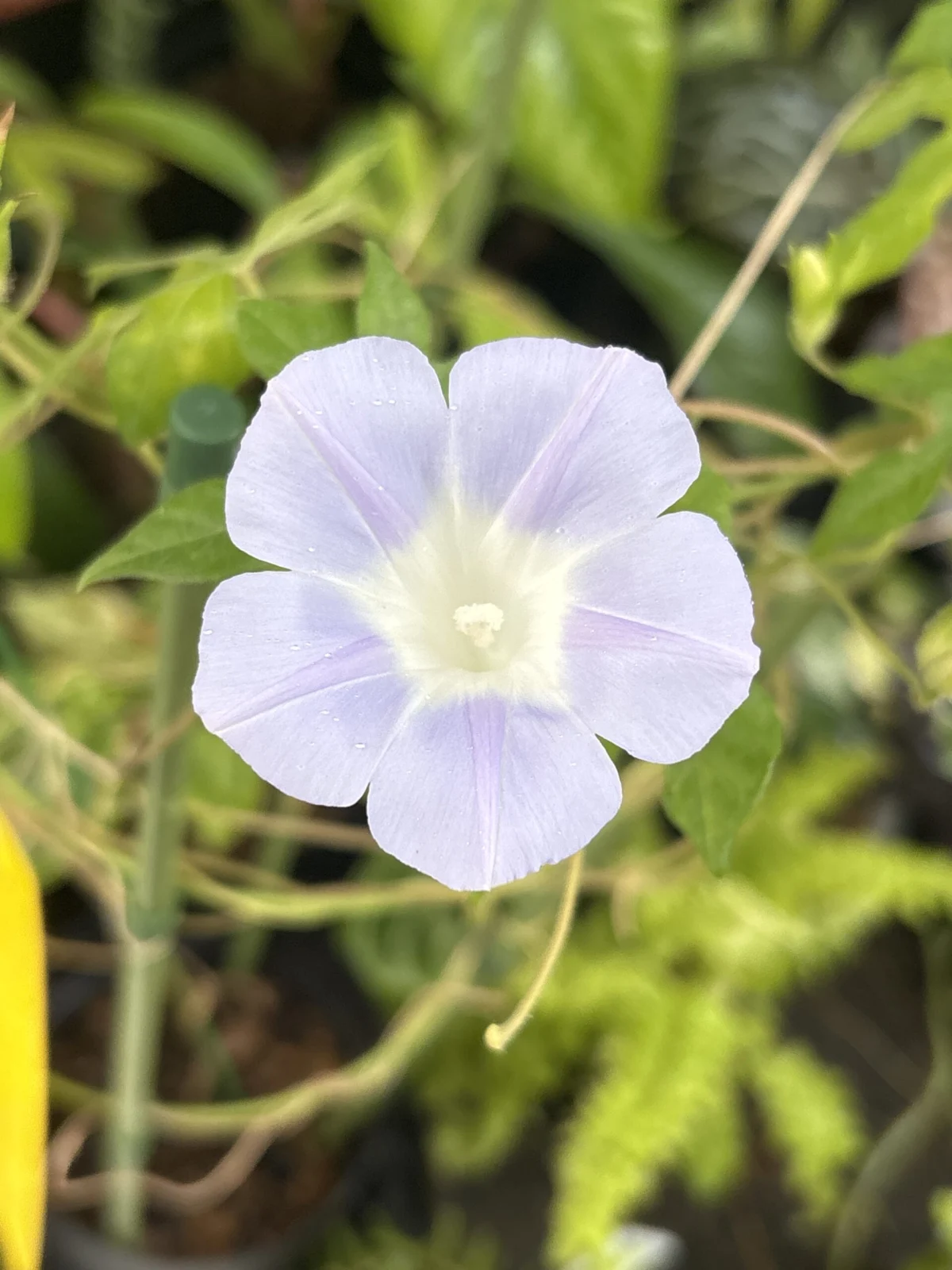朝顔