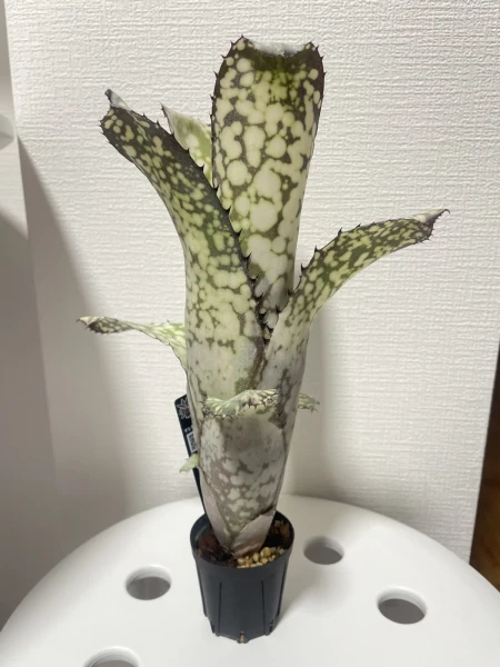 ビルベルギア　アラカイ