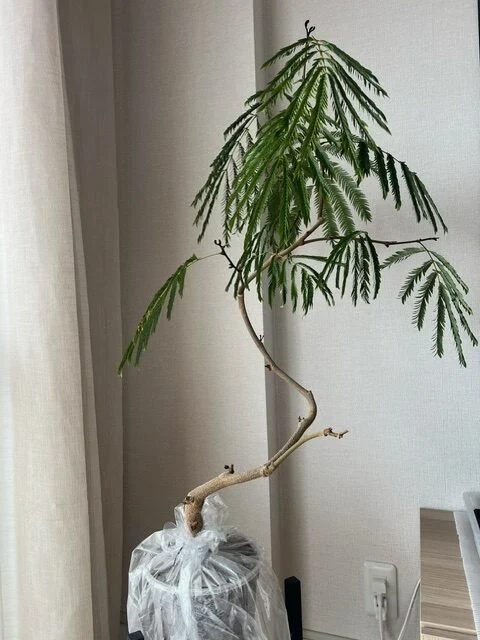 エバーフレッシュ　瀕死