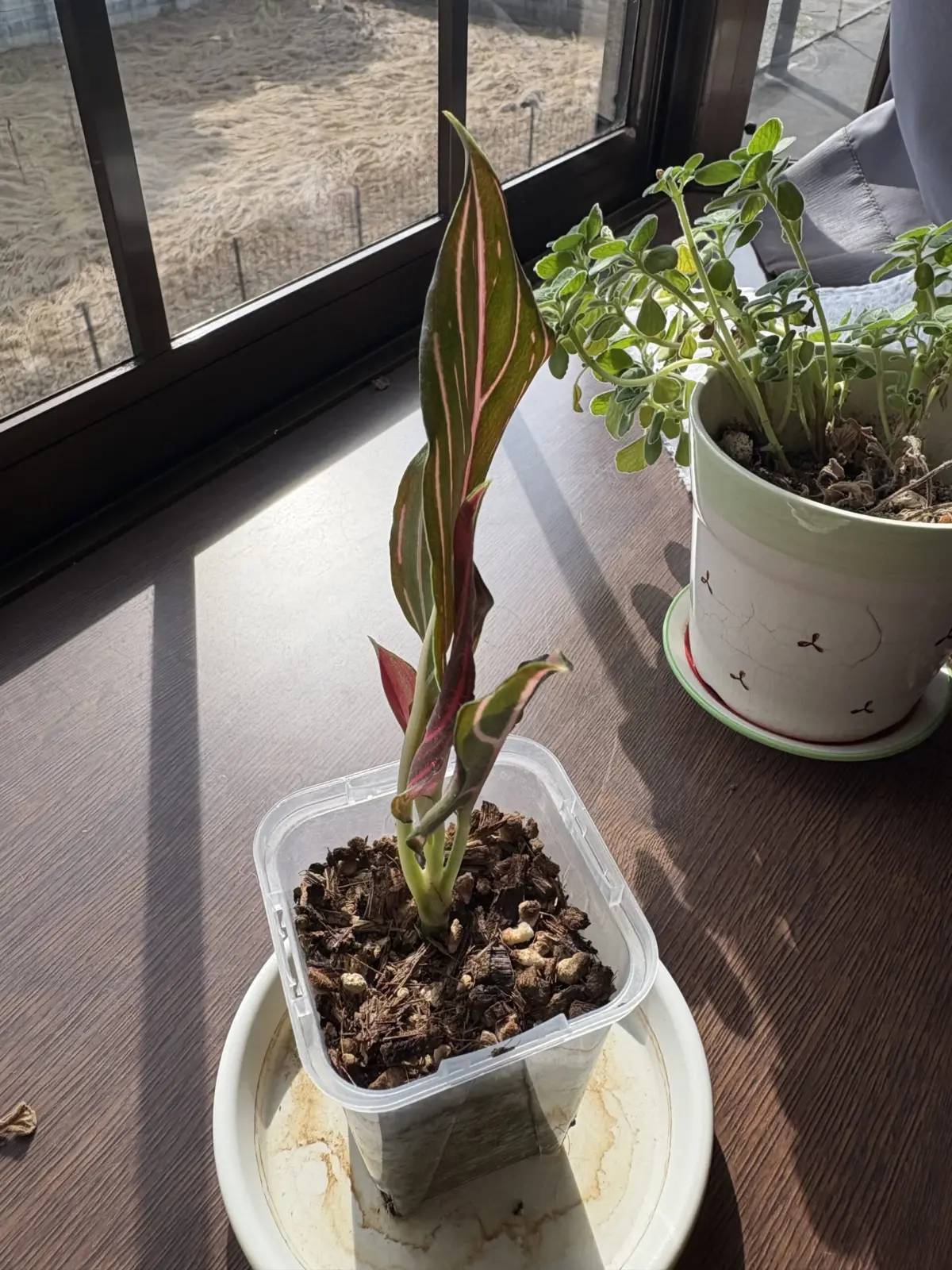 アグラオネマ レッドベイン