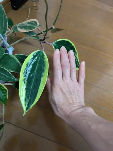 ホヤ カルノーサ