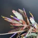 bizarre.matsuiのアバター