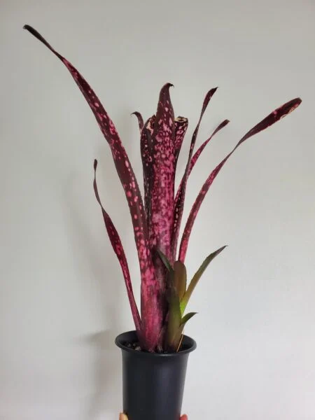 ビルベルギア ハレルヤ