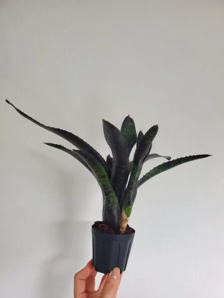 ネオレゲリア　ブラックベリー