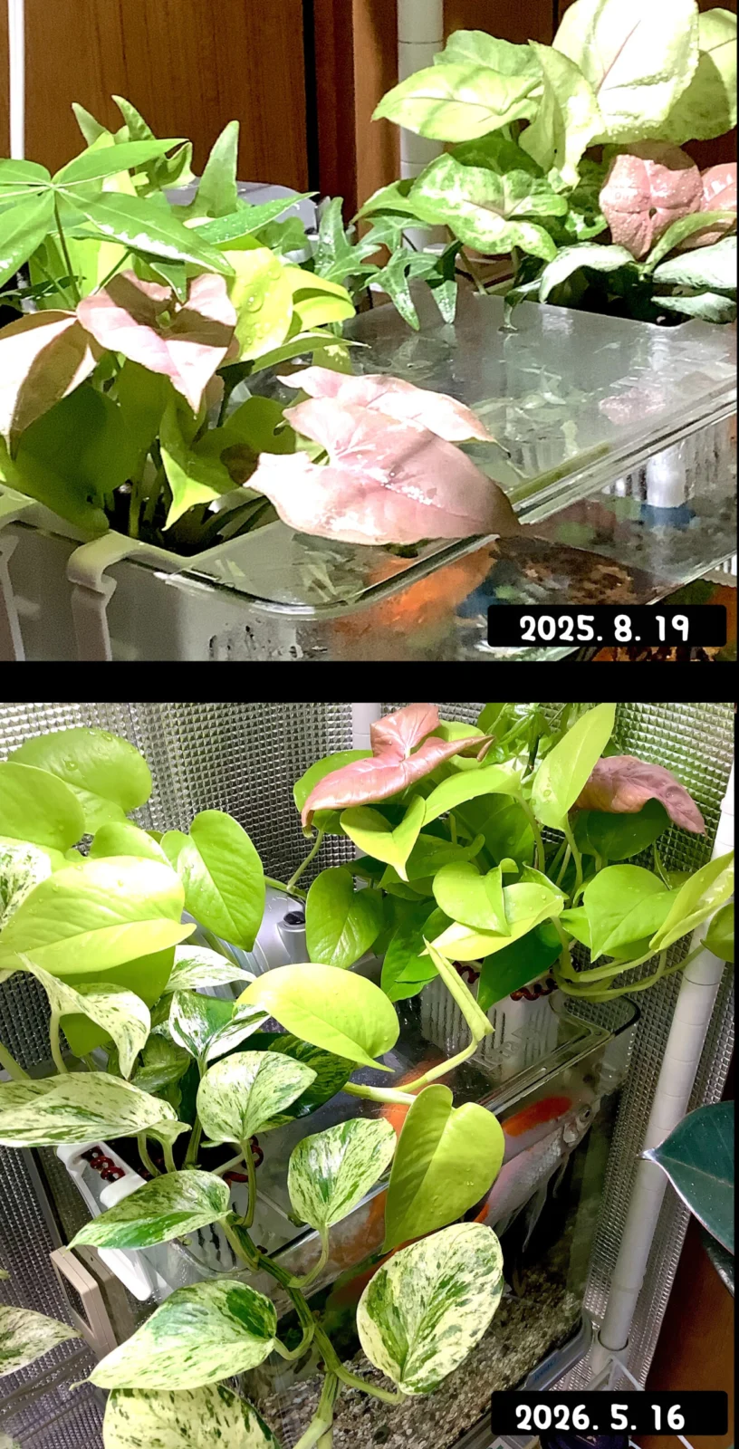 ポトス　他　アクアポニックス