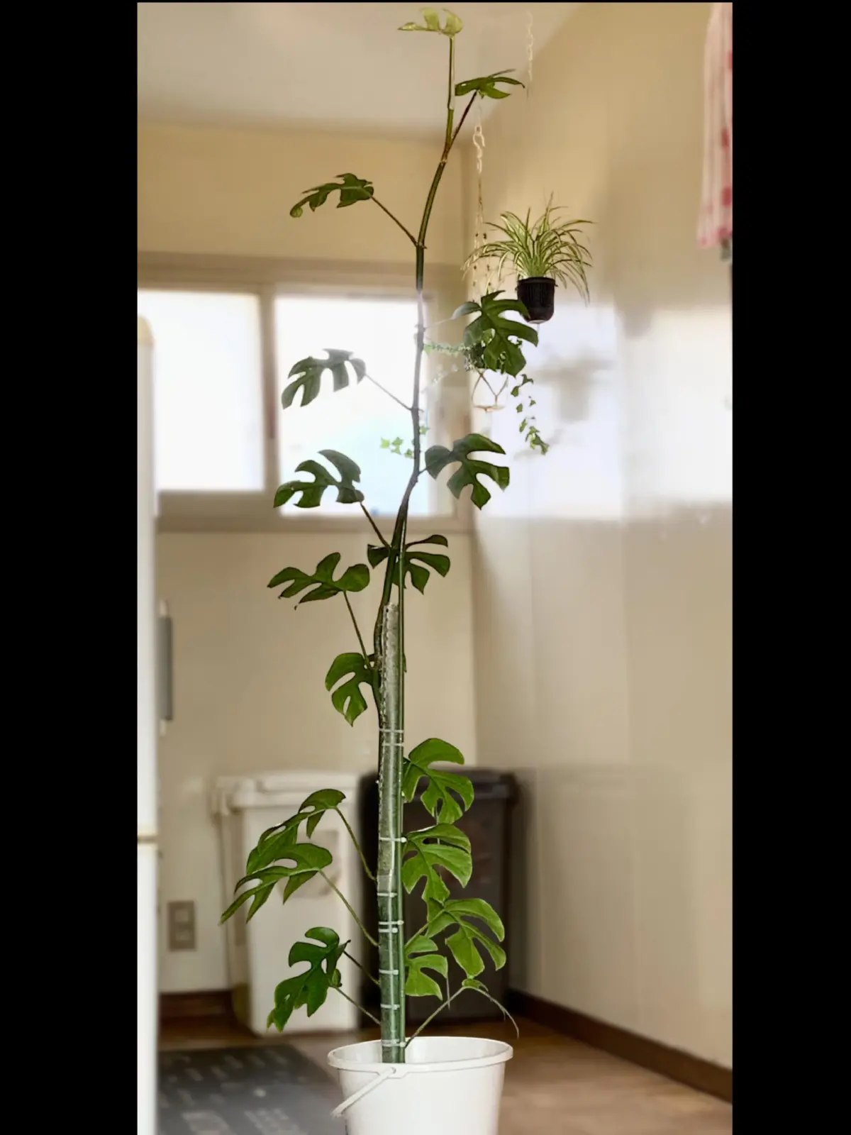 ラフィドフォラ　テトラスペルマ　姫モンステラ