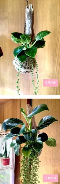フィロデンドロン　バーキン　子株②