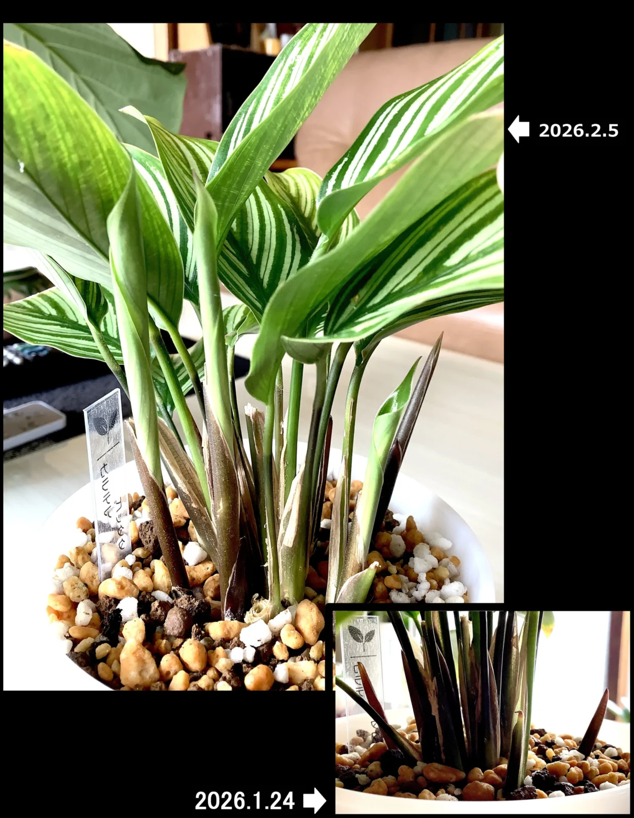 カラテア ビッタタ