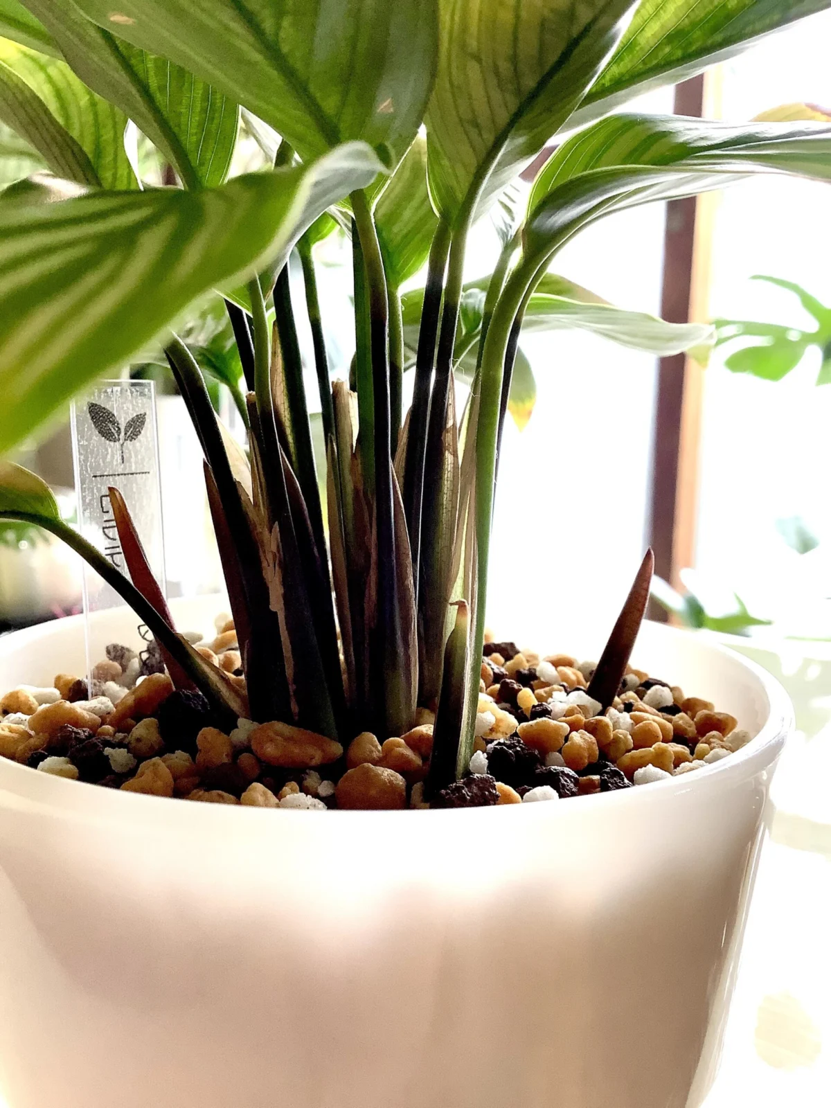 カラテア　ビッタタ　[ツノ画像]