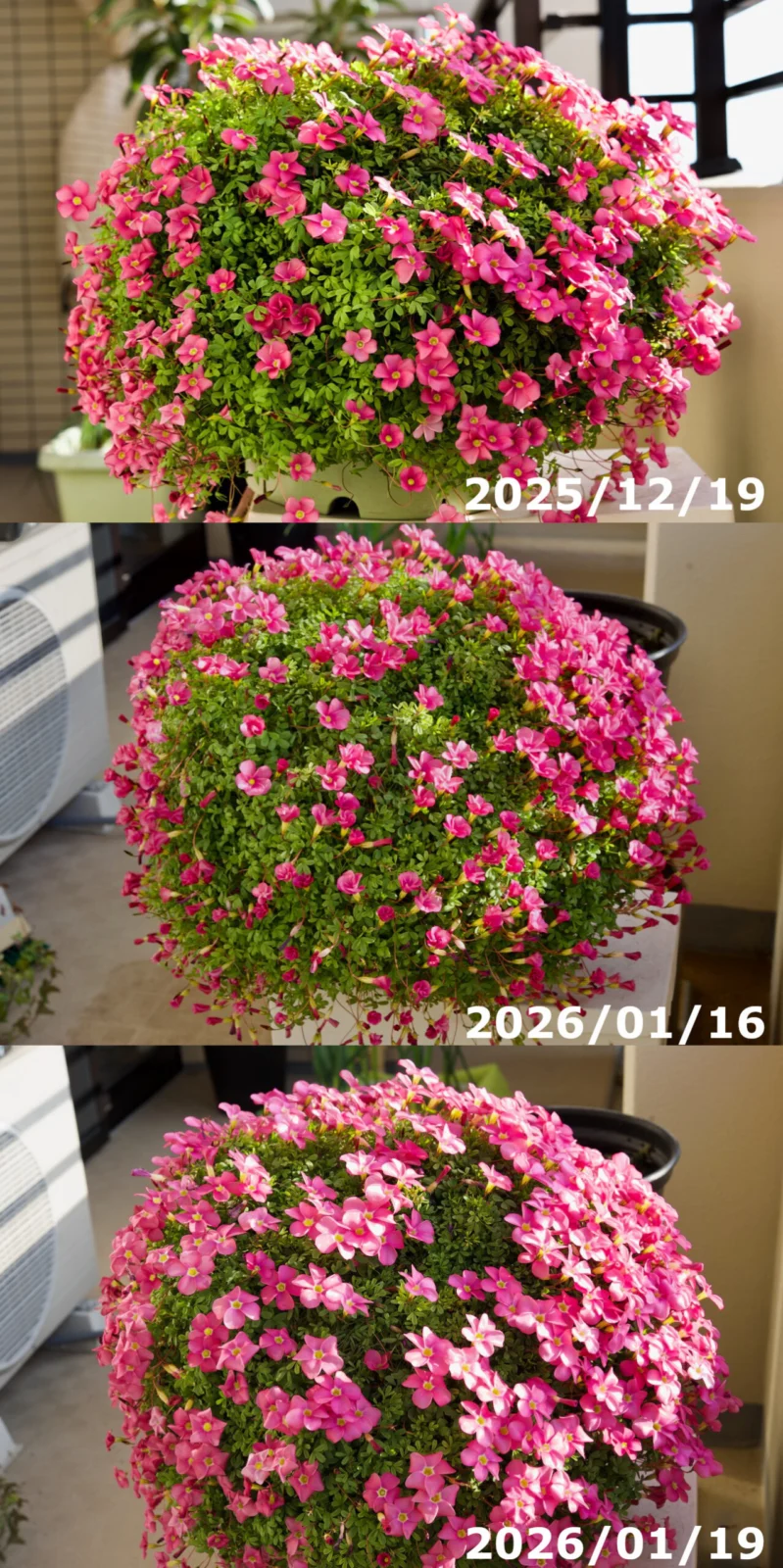 オキザリス 桃の輝き