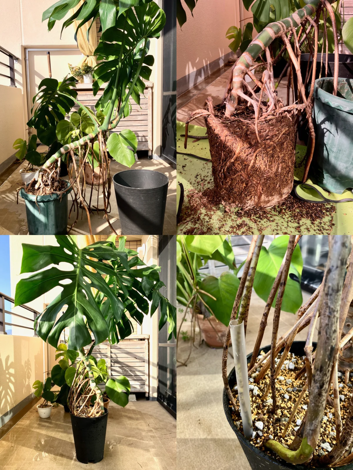 モンステラ　デリシオーサ　真冬の植え替え