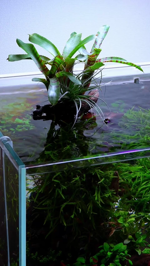 ネオレゲリア キラービー