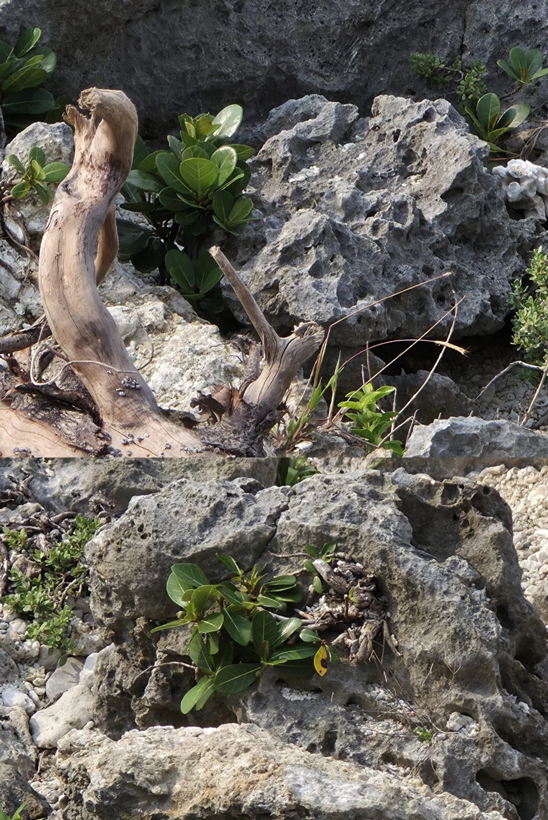 フィカス ペドゥンクロサ　自生地　鵝鑾鼻　台湾 最南端