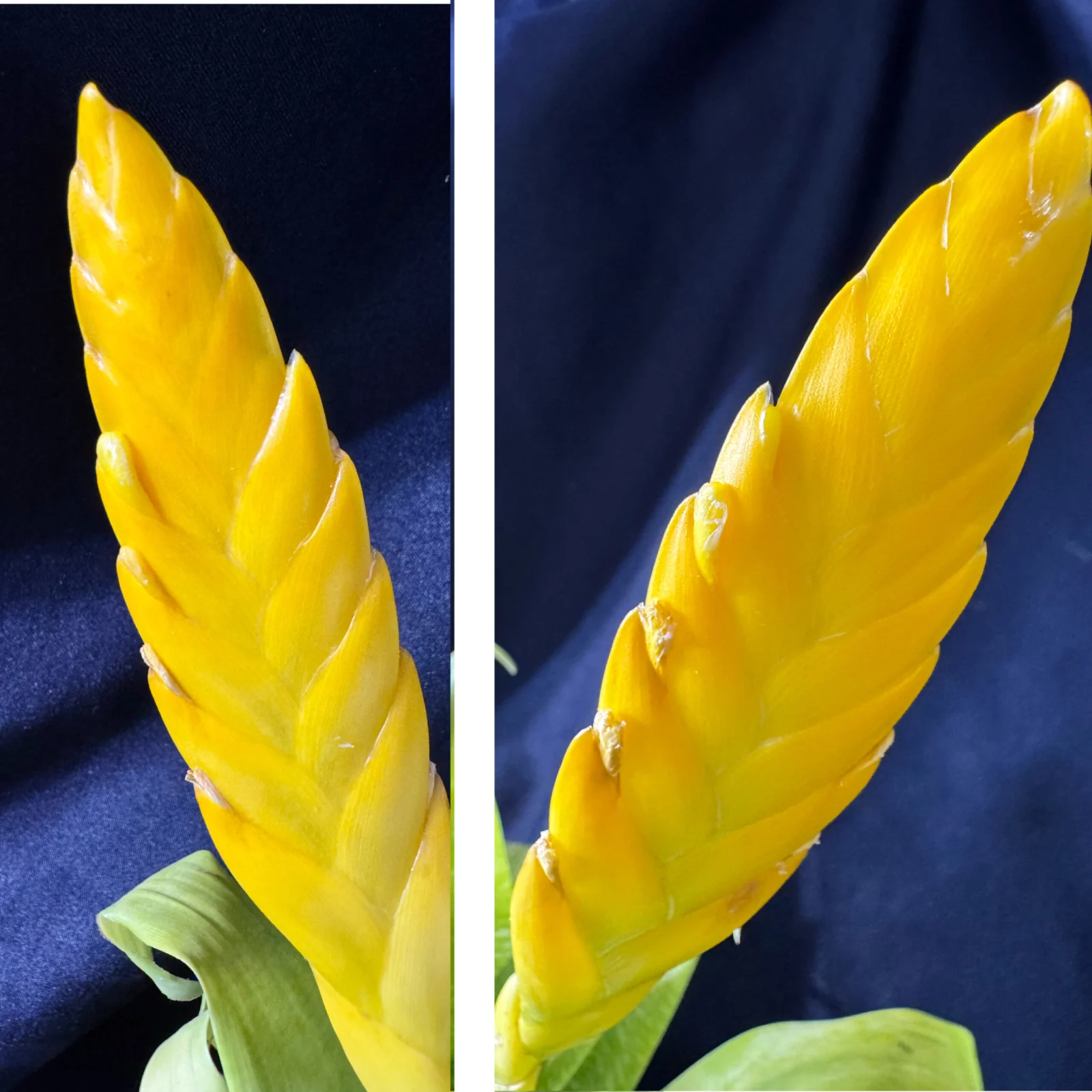 ゴウダエア　オスピナエ　花