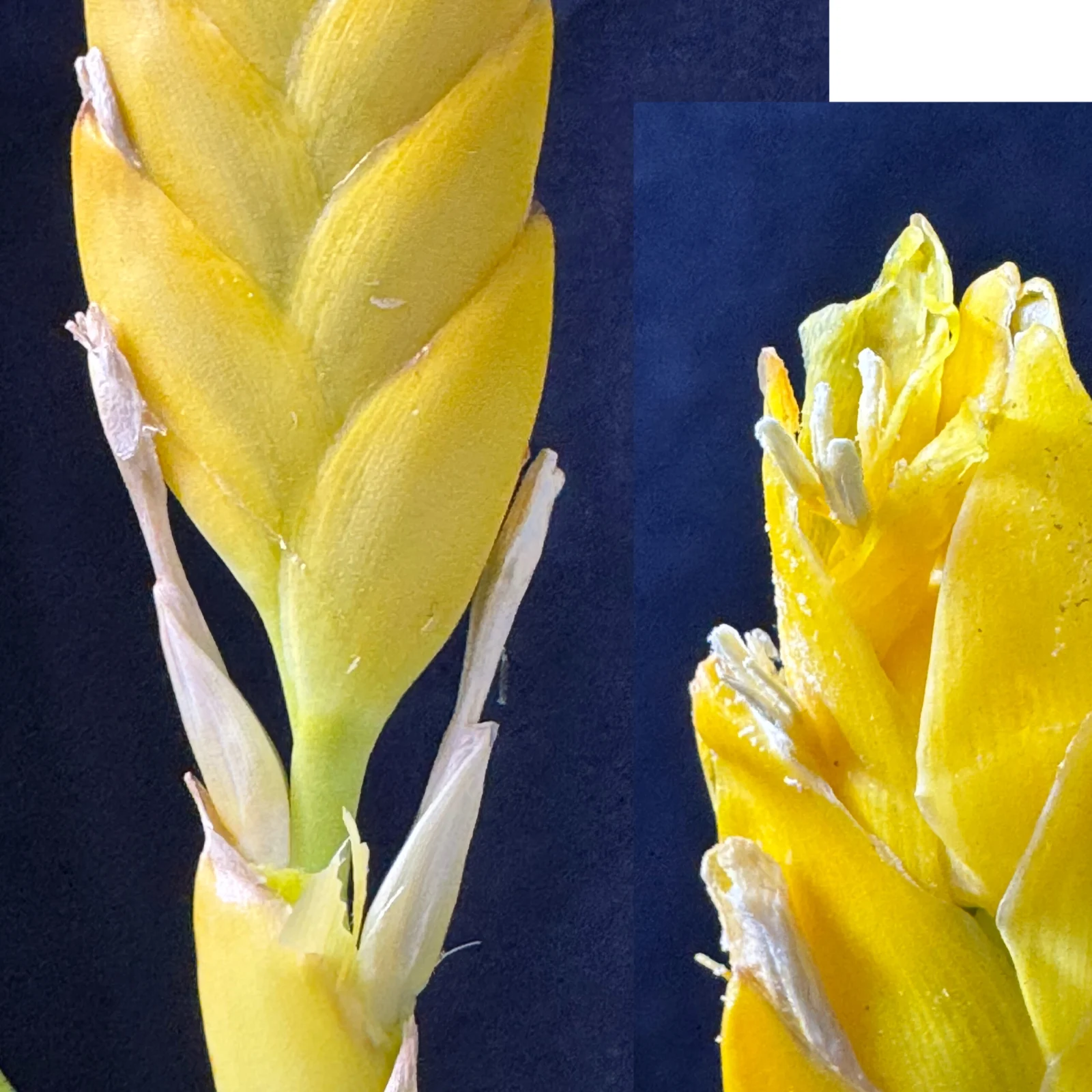 ゴウダエア オスピナエ 花の解剖