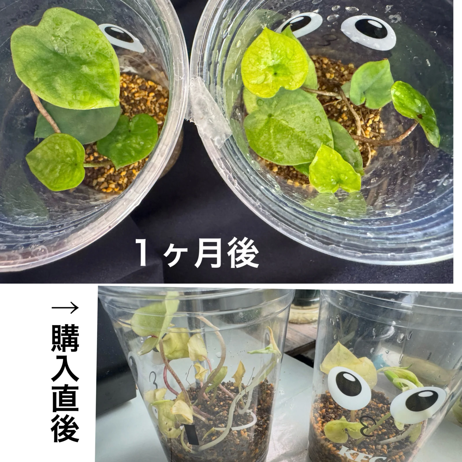 カラジウム 1円TC苗 再順化