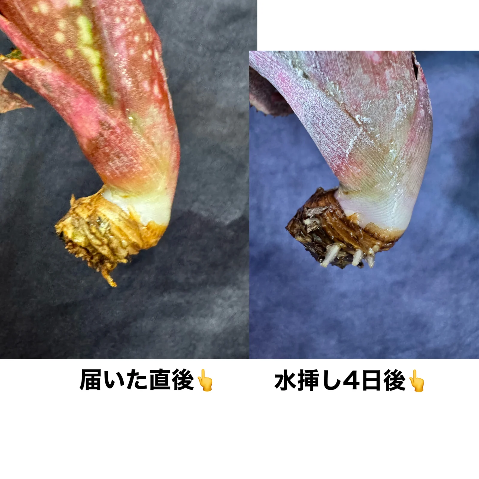 ビルベルギア 水挿し発根