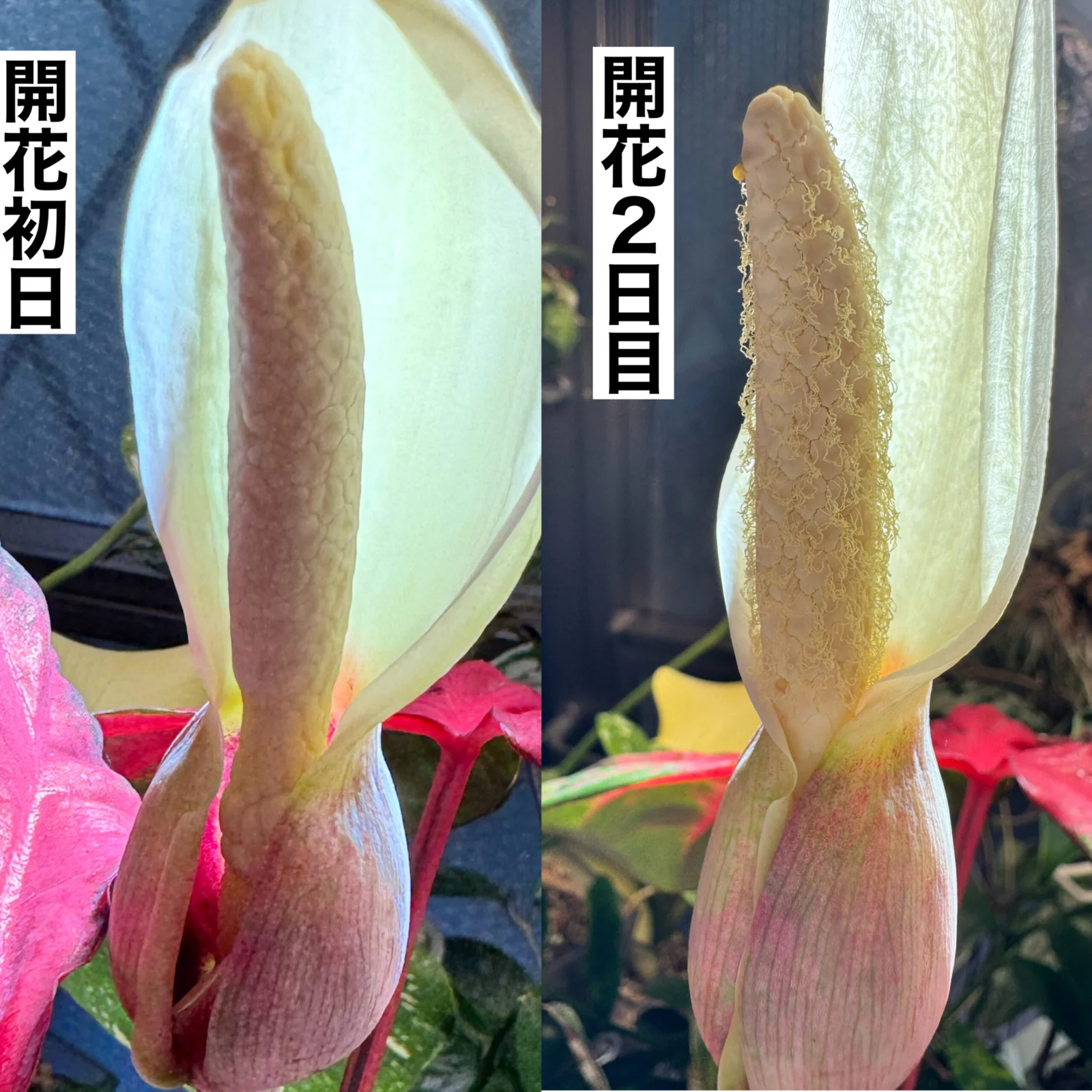 カラジウム　開花後の変化