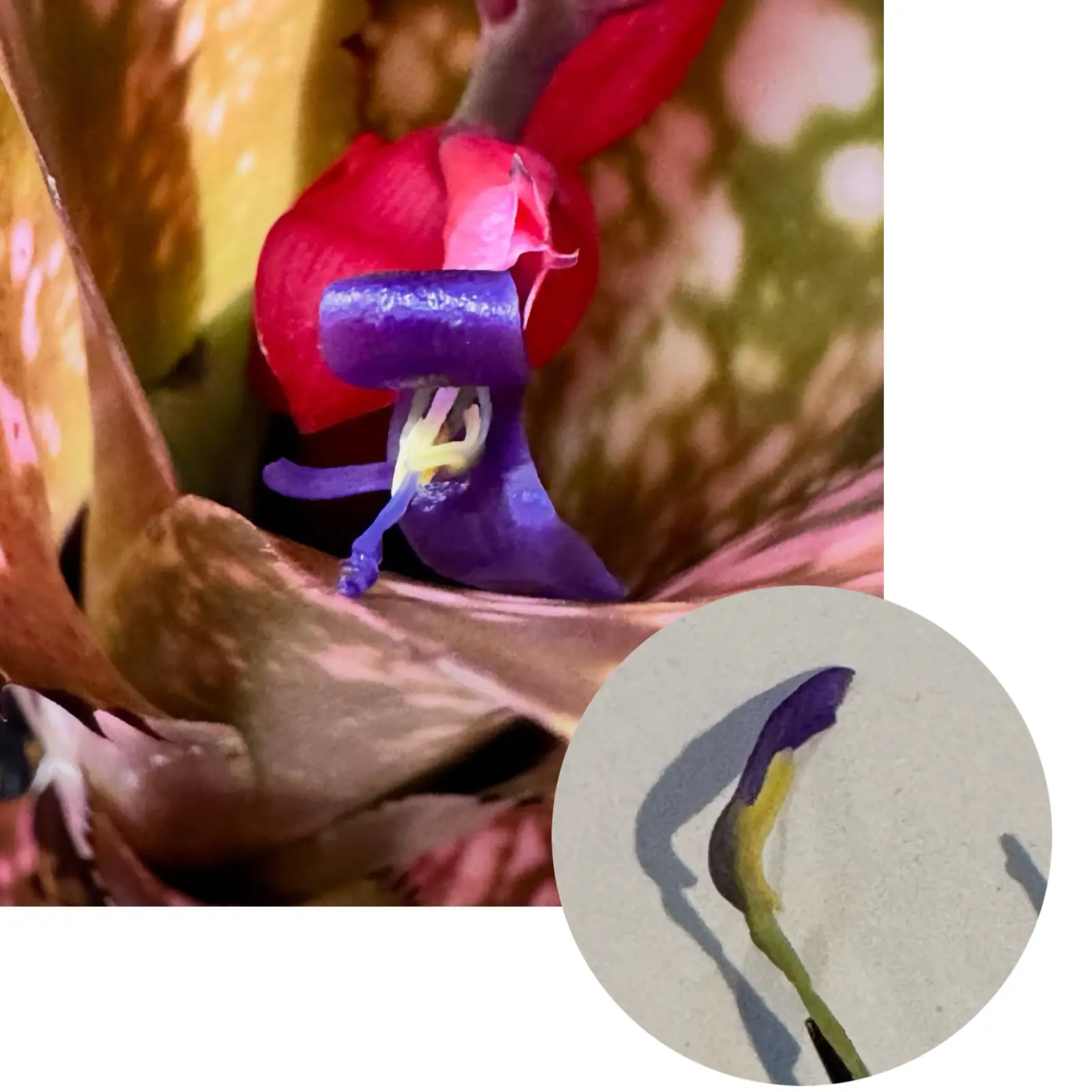 ビルベルギア　奇形花