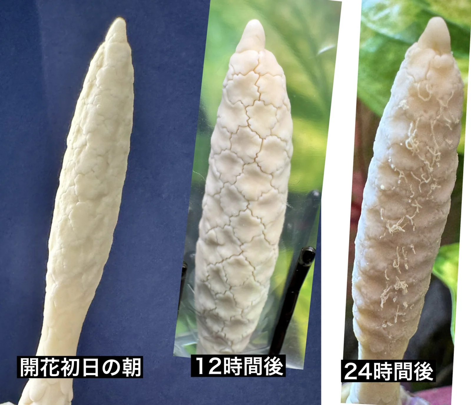 カラジウム　肉穂花序　経時変化