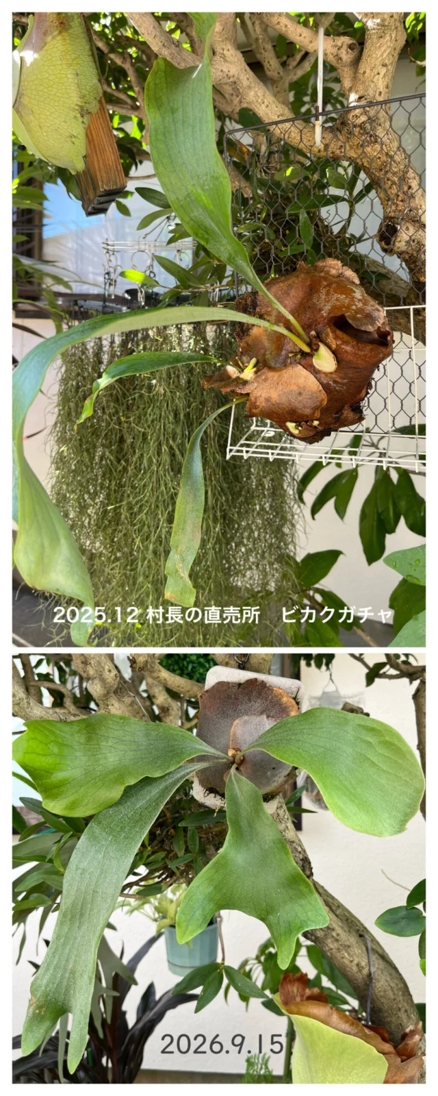 ビカクシダ 札落ち 品種不明