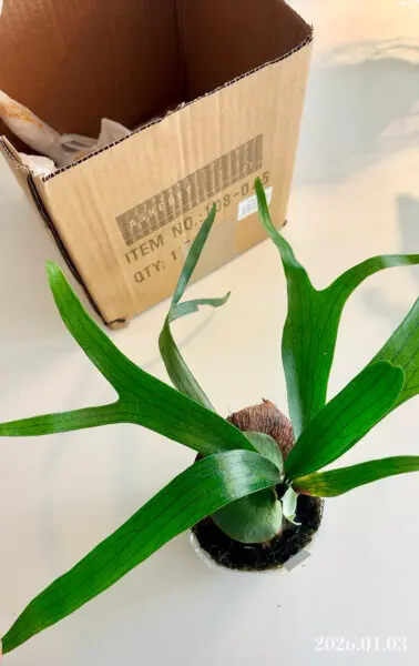 ビカクシダ　ジーゼンヘンネ　購入時