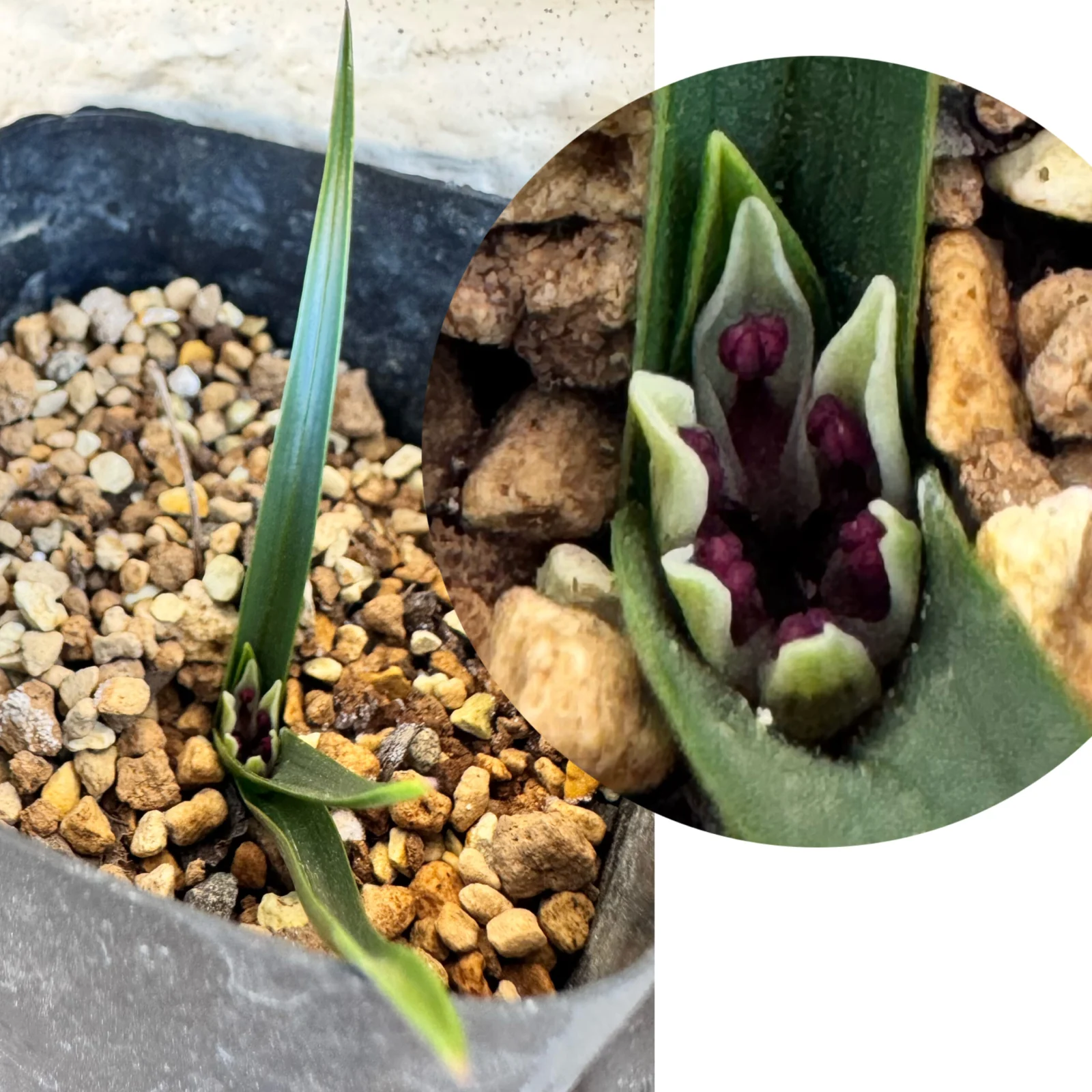 アンドロキンビウム　ロンギペス　花　ケープバルブ