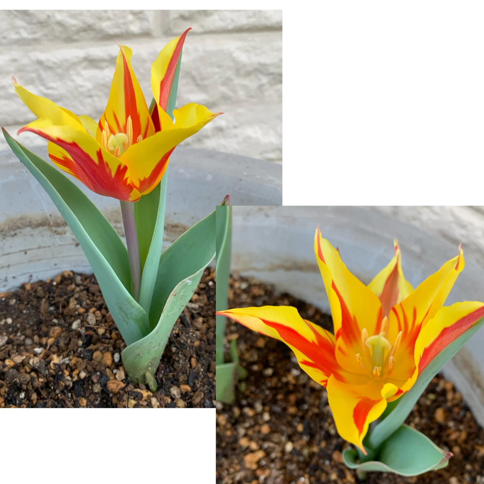 チューリップ　ファイヤーワークス