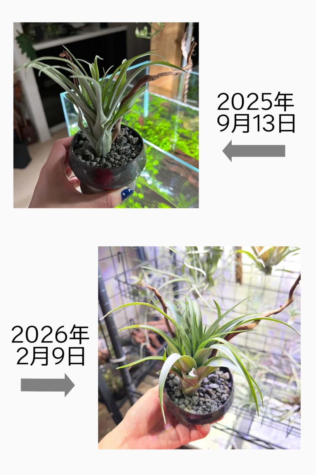 ティランジア　不明